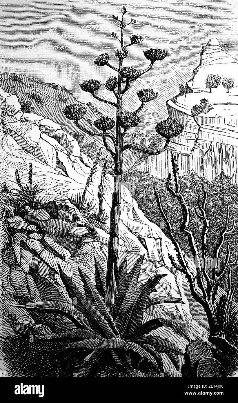 Agave americana, Wachtelpflanze, Century plant, maguey oder American Aloe,  ist eine blhende Pflanze aus der Familie der Asparagaceae, die in Mexiko  und den Vereinigten Staaten in Texas beheimatet ist / Agave americana