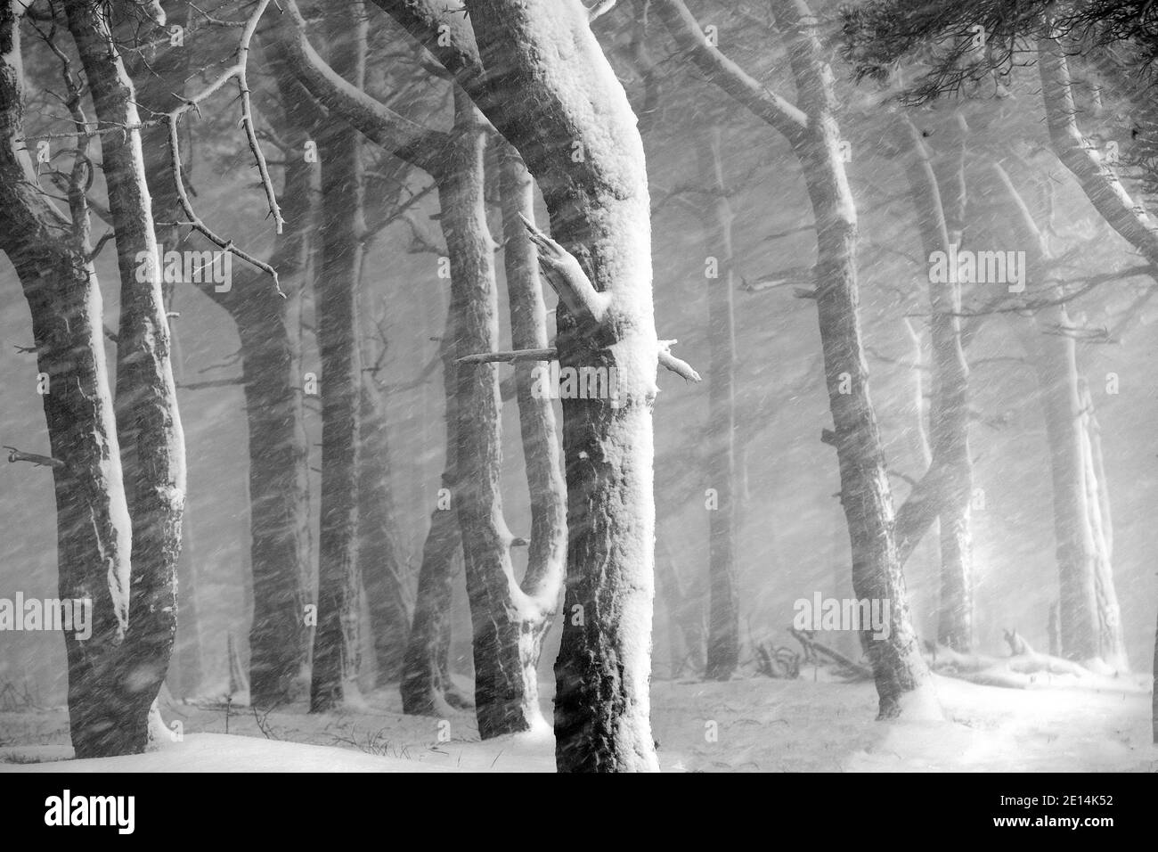 Fallender Schnee in einem Wald, Peak District National Park Stockfoto