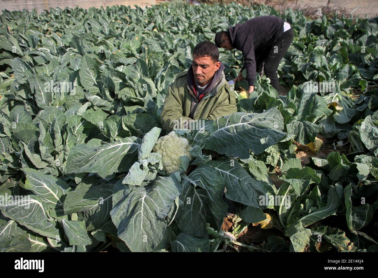 Gaza. Januar 2021. Bauern ernten Blumenkohl auf einem Feld in Gaza City, 4. Januar 2021. Kredit: Rizek Abdeljawad/Xinhua/Alamy Live Nachrichten Stockfoto