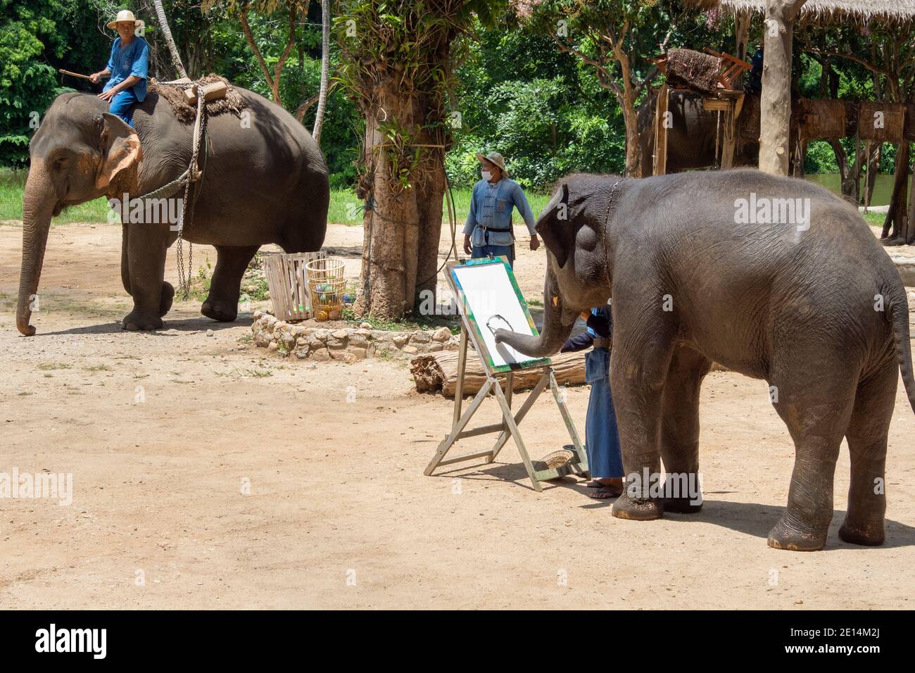 Lampang, Thailand - 17. Januar 2022 : asiatisches Elefantenbaby beginnt mit dem Zeichnen und Malen auf dem Bilderrahmen, um den Touristen in der Elefantenschule zu zeigen Stockfoto