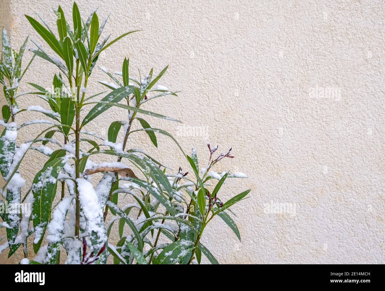 Schnee auf Oleander Blätter an einem Wintertag Stockfoto