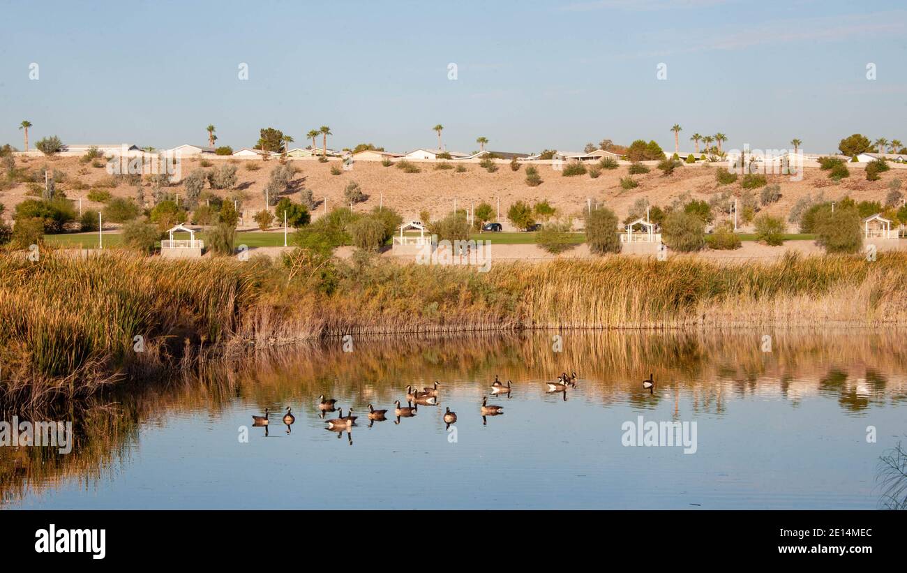 Kanadagänse am Cornerstone Park/Railroad Lake, Henderson, NV. Stockfoto