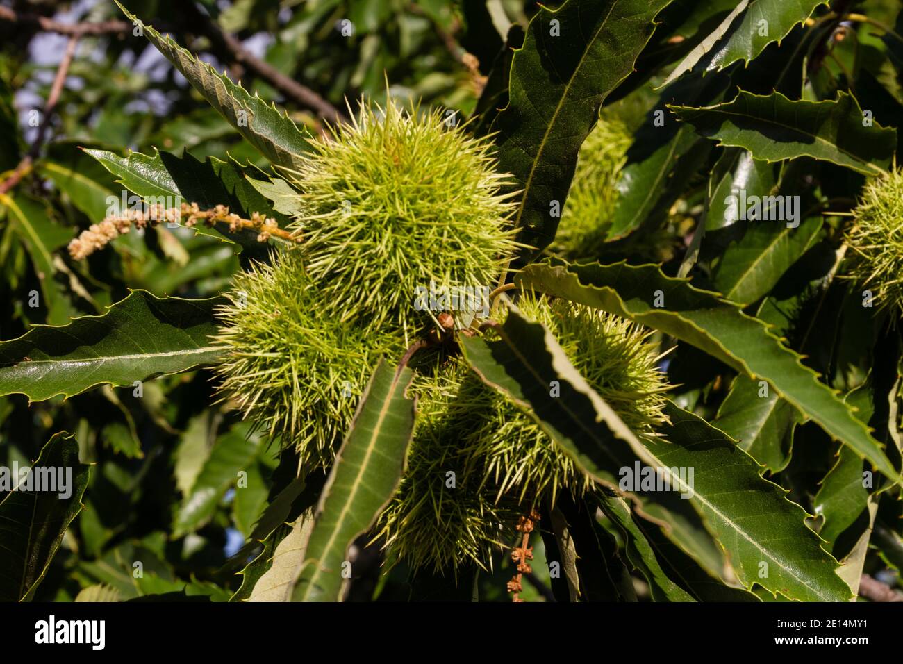 Kastanienbaum, Marvão, Alentejo, Portugal Stockfoto