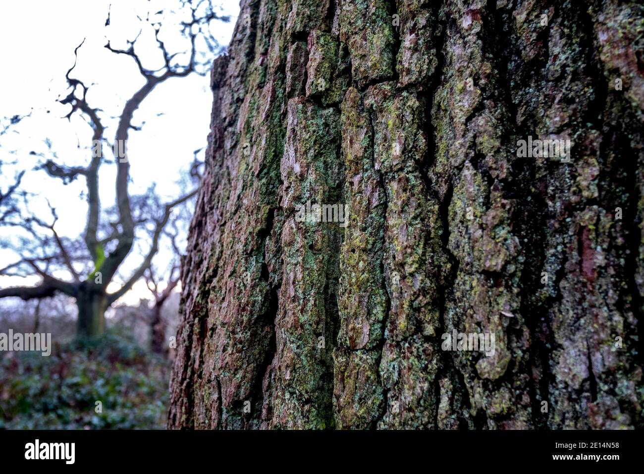 Nahaufnahme der Baumrinde in einem alten Holz mit einem blattlosen Baum im Hintergrund. Stockfoto