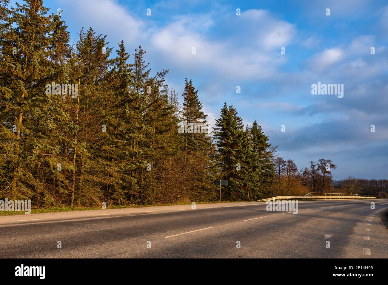 Goldene Stunde Sonnenlicht auf grünen Pinien. Ein blauer Himmel mit fleckigen weißen Wolken im Hintergrund. Bild aus dem Landkreis Scania, Südschweden Stockfoto