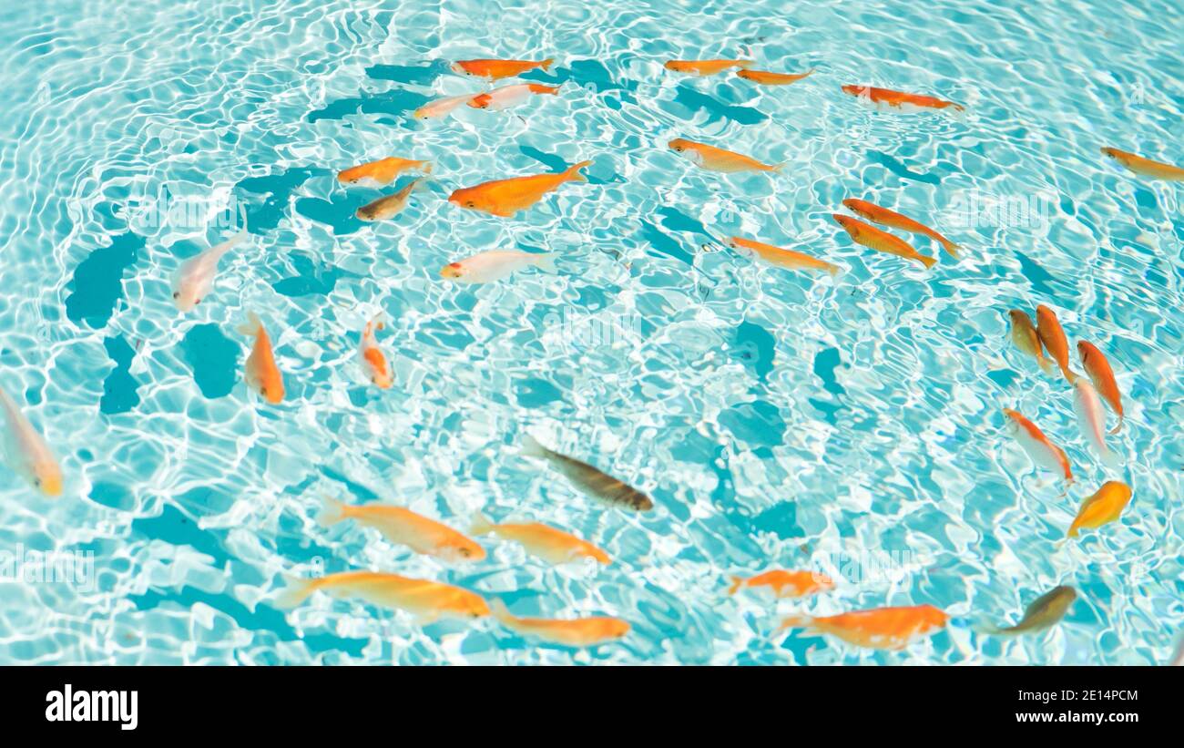 Die goldenen Fische im himmelblauen Teich, der im Kreis schwimmt Stockfoto