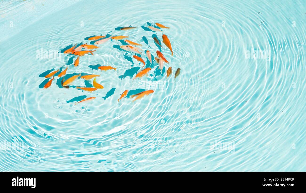 Die goldenen Fische im himmelblauen Teich, der im Kreis schwimmt Mit sanften Wellen auf der Wasseroberfläche Stockfoto