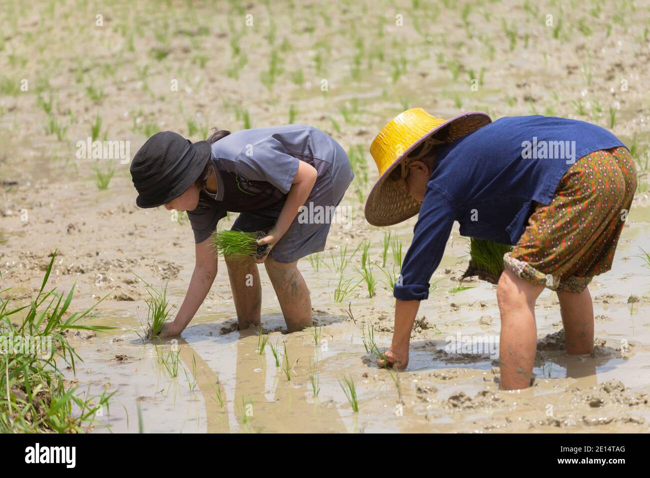 Nakhon Pathom, Thailand - 8. Dezember 2020 : Asiatische Bauern lehren Kinder Pflanzen Reis auf Reisfeld. Kinder genießen das Pflanzen und Lernen von Reis Stockfoto