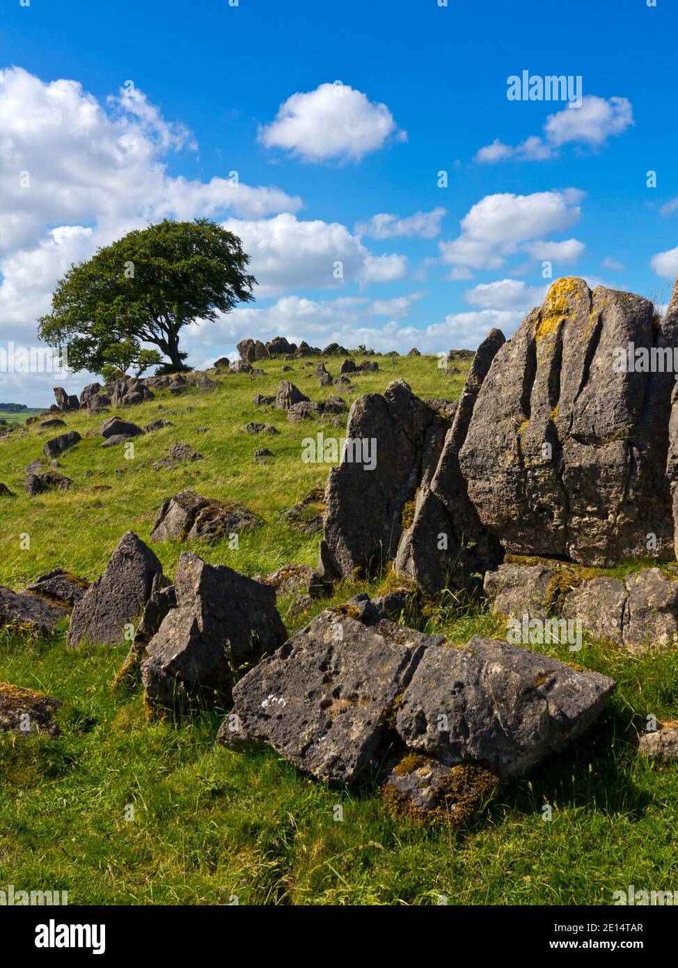 Kalksteinfelsen und Baum bei Roystone Rocks in der Nähe von Parwich in The Peak District National Park Derbyshire Dales England Stockfoto