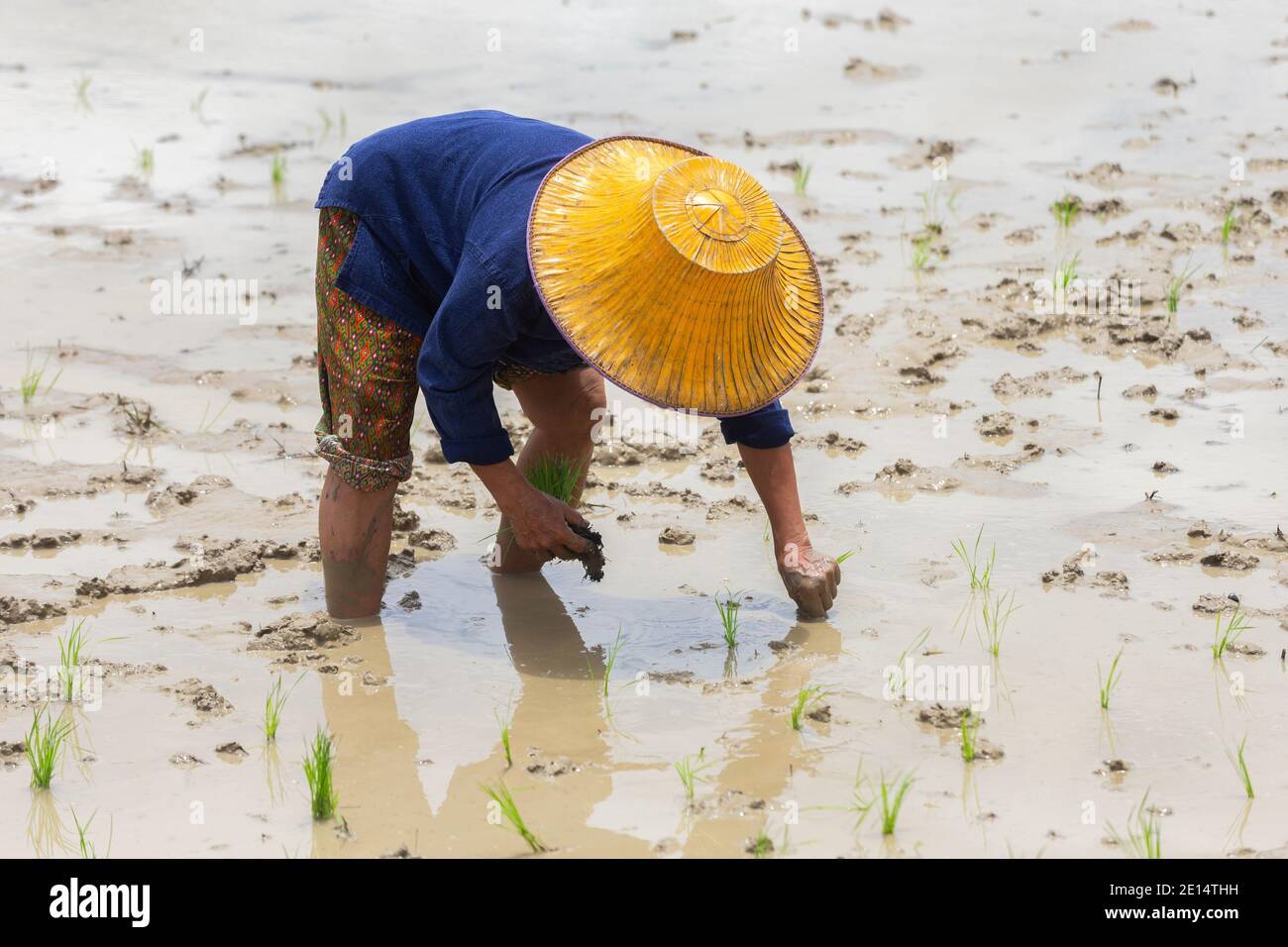 asian Farmer Pflanzen Reis auf Bio Reisfeld in Ackerland. Bauern teilen junge Reispflanzen und Pflanzen in überschwemmten Reisfeldern. Stockfoto
