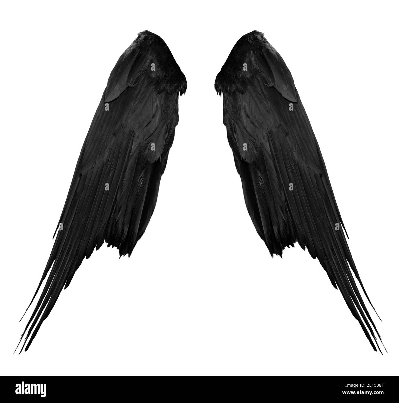 Zwei große schwarze Rabenflügel mit großen Federn isoliert auf weißem Hintergrund, Nahaufnahme Stockfoto