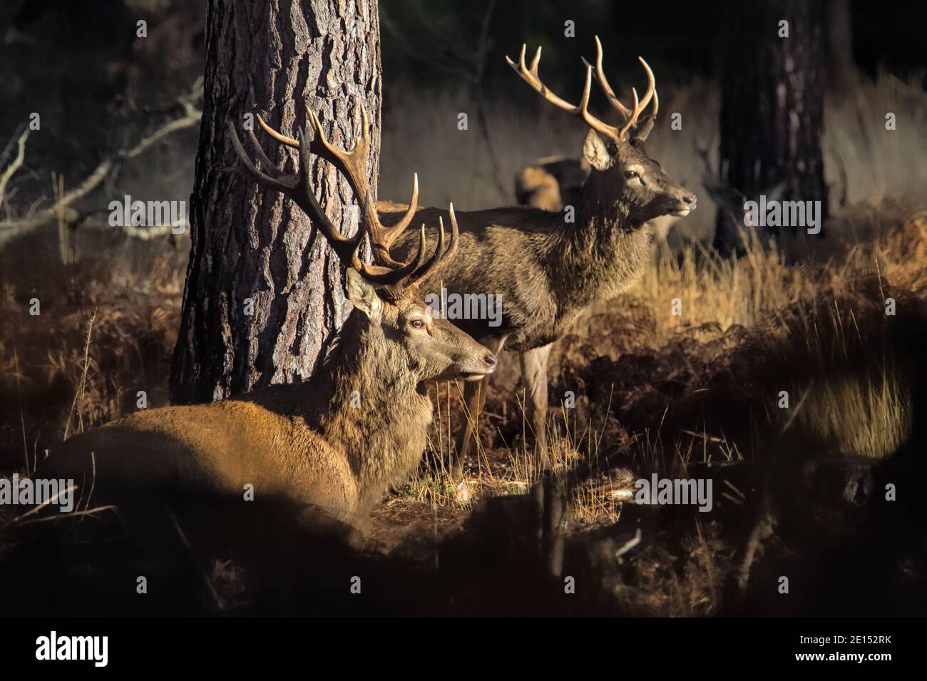 Alter Rüde Rothirsch Hirsch Hirsch, Cervus elaphus, mit Antlers sitzend neben EINER Kiefer im Sonnenlicht Neben EINEM stehenden Jungen Hirsch Hirsch mit Antlern, Neu F Stockfoto