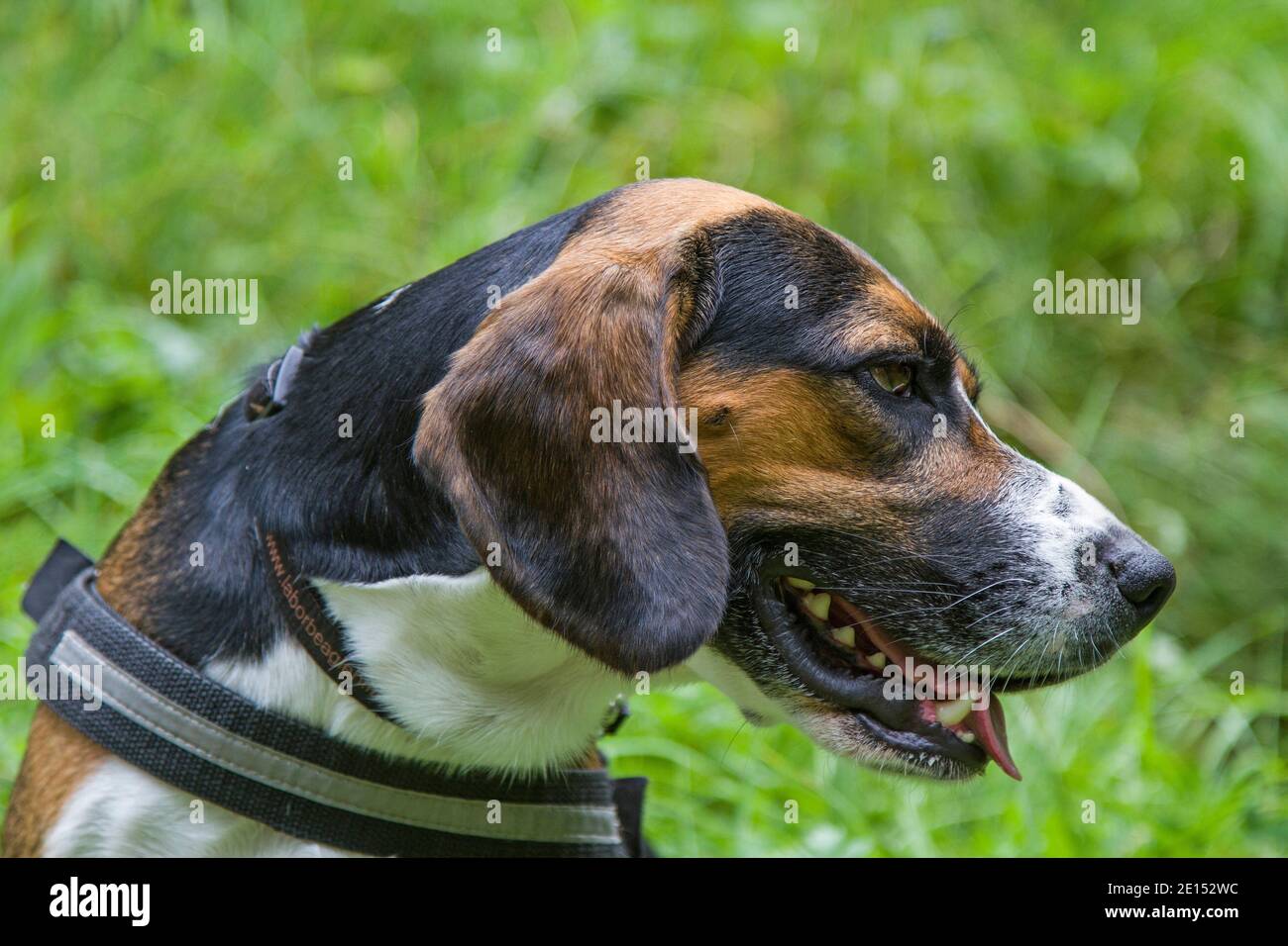 Hundeporträt eines Beagles auf EINER grünen Wiese Stockfoto