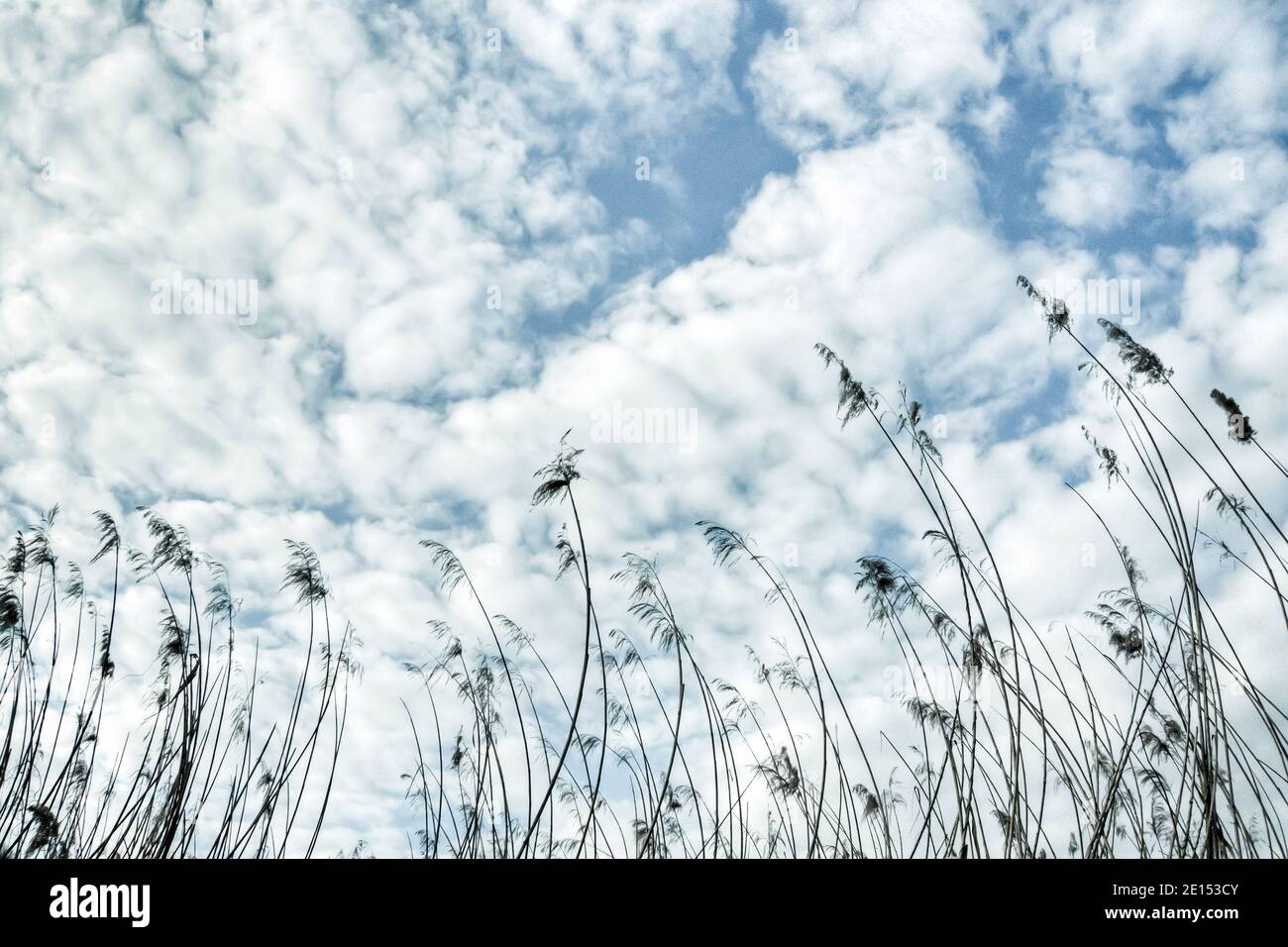 Fiano, Naturschutzgebiet Tevere Farfa, Italien: Fadenartige Pflanzen, die in Richtung Wolken reichen Stockfoto