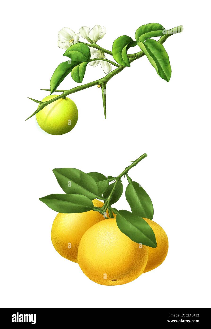 Eine detaillierte Darstellung von Grapefruit und Trifoliat Orange Stockfoto