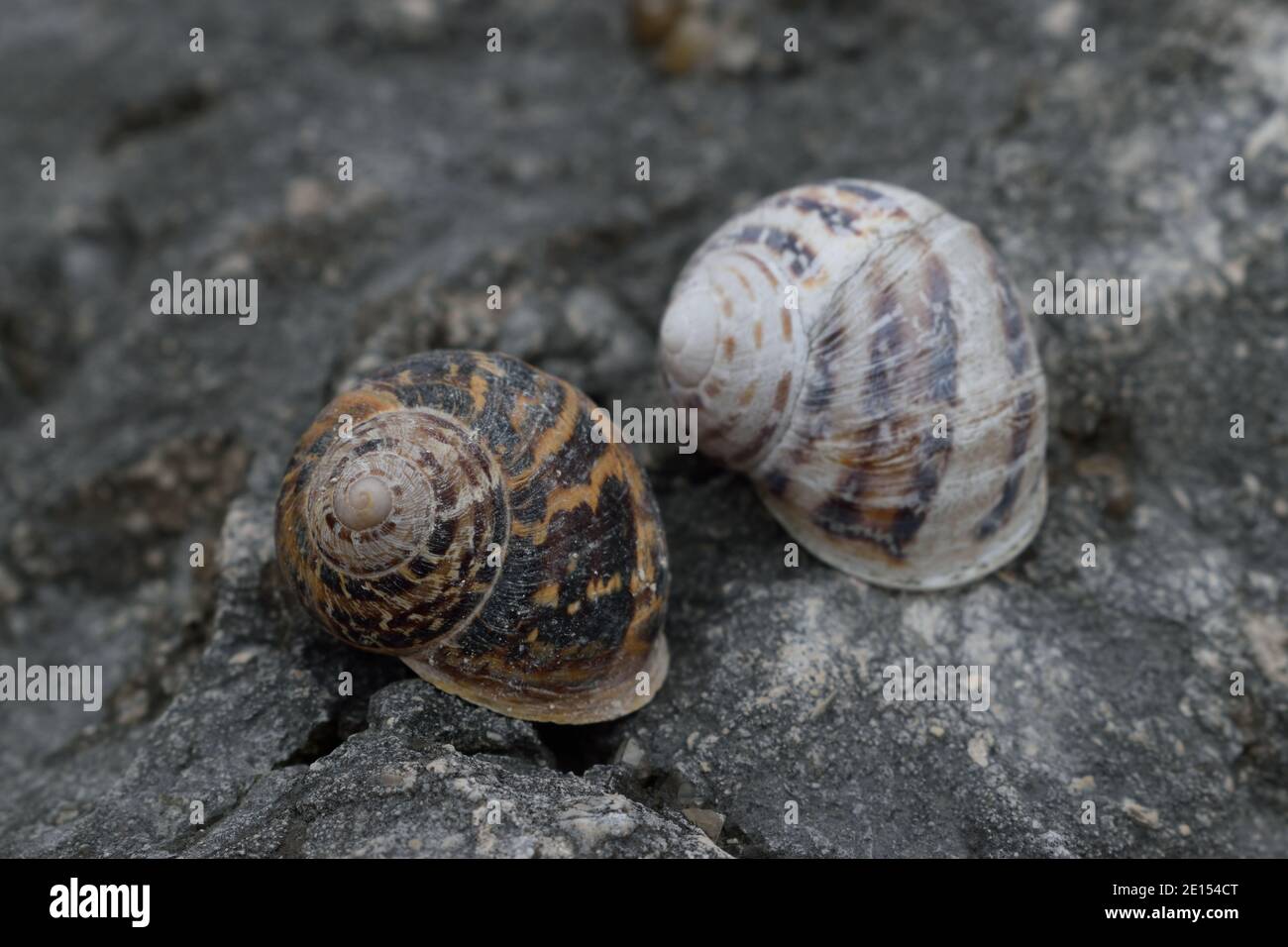 Leere Schneckenschalen auf rauem Stein Stockfoto