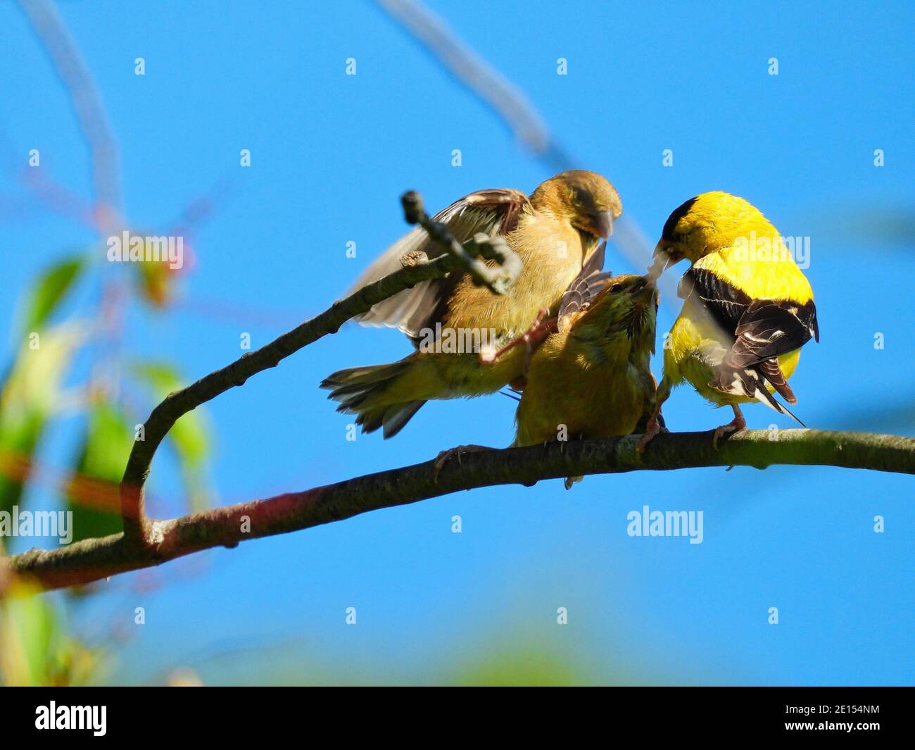 Goldfinch Bird Feeds Babies: Ein Vater amerikanischer Goldfinkenvogel füttert ein hungriges Finkenbaby, während der andere durch Springen und Fliegen um Nahrung kämpft Stockfoto