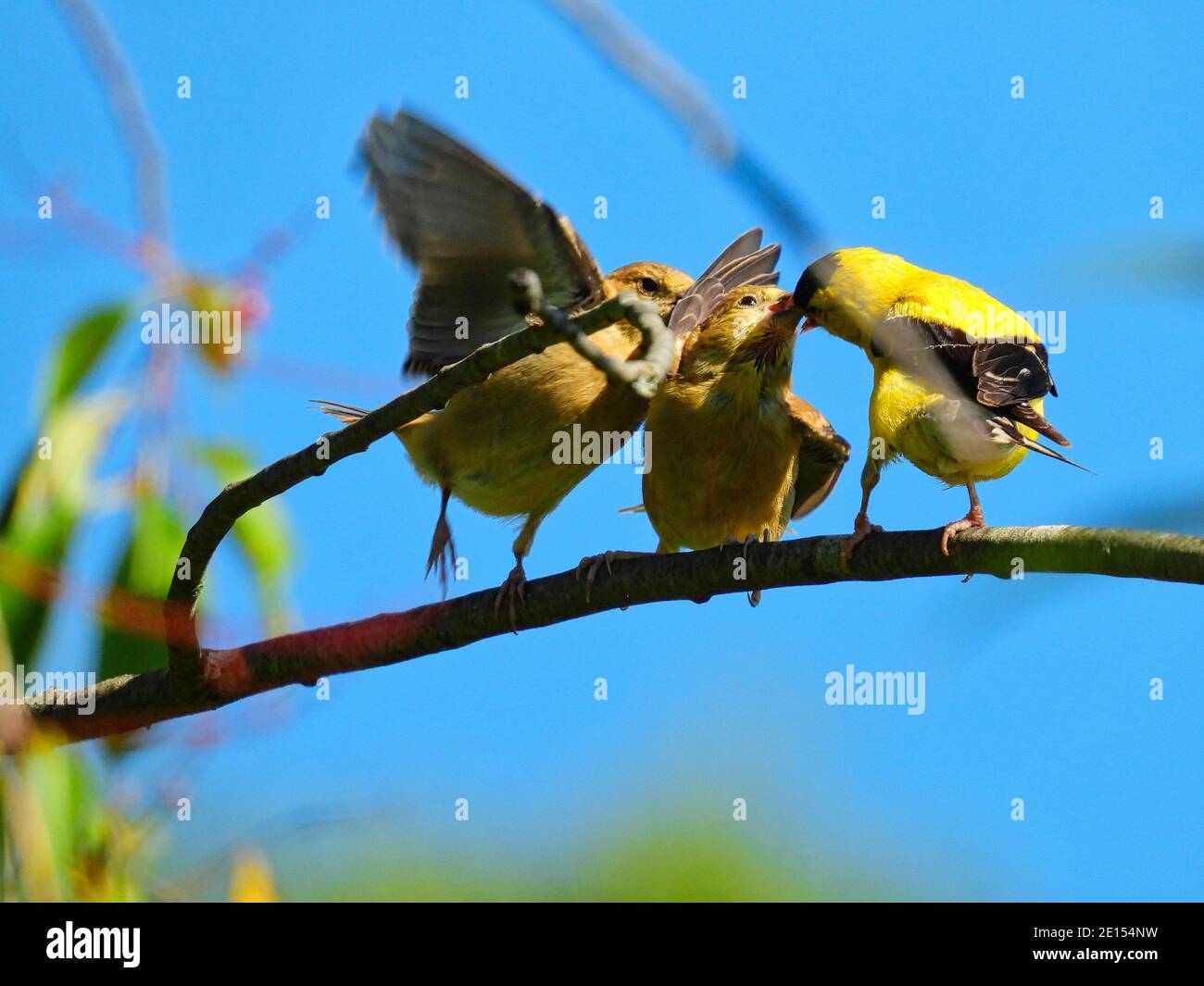 Goldfinch Bird Feeds Babies: Ein Vater amerikanischer Goldfinkenvogel versucht, zwei hungrige Finkenbabys zu füttern, die während des Aufsitzes um das Futter kämpfen Stockfoto
