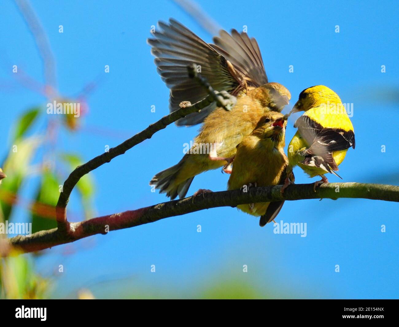 Goldfinch Bird Feeds Babies: Ein Vater amerikanischer Goldfinkenvogel versucht, zwei hungrige Finkenbabys zu füttern, die während des Aufsitzes um das Futter kämpfen Stockfoto