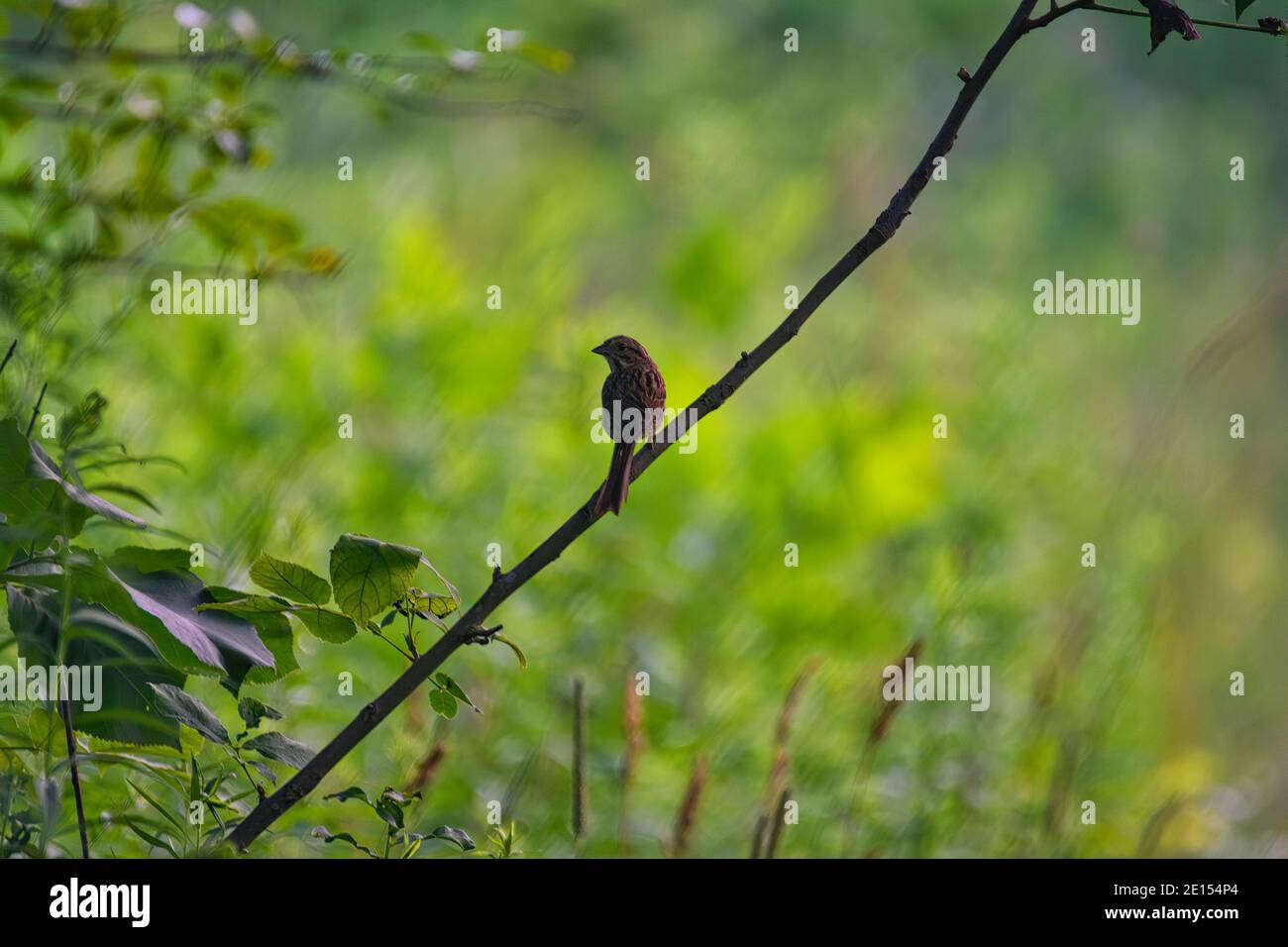 Vogel auf einem Baumzweig: Ein Sperling schaut über seine Schulter, während er an einem Sommertag auf einem hängenden Baumzweig inmitten eines grünen Waldes thront Stockfoto