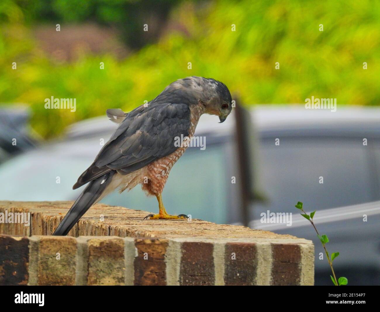 Ironic Cooper's Hawk Bird of Prey Raptor auf Brick Halten Mauer in der Nachbarschaft mit Auto verschwommen im Hintergrund Suburban Wildlife Wie es nach unten schaut Stockfoto