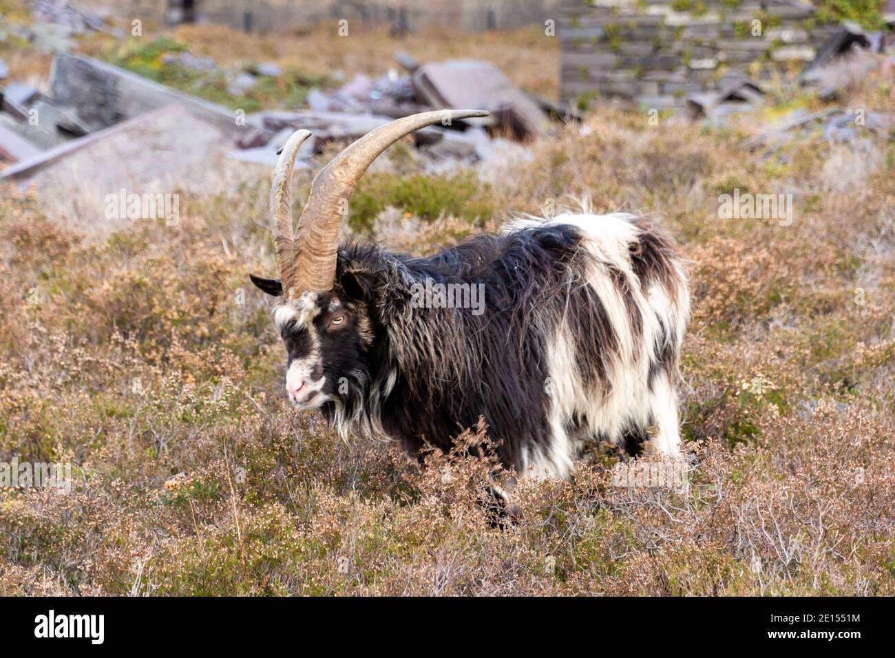 Eine der wilden Bergziegen, die die Heide im Dinorwic Quarry im Snowdonia National Park in Nordwales fressen. Stockfoto