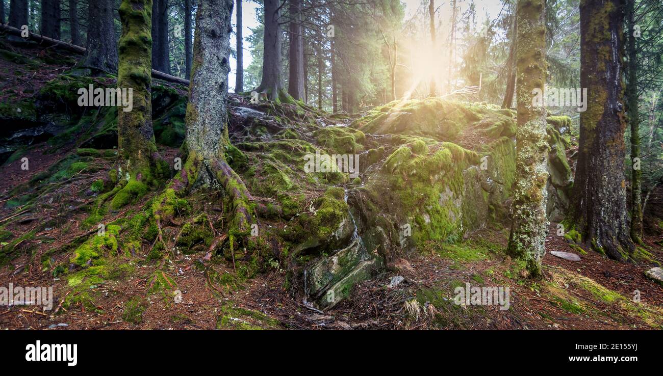 Sonnenschein durch die Kiefernstämme in einem moosigen Wald in Norwegen. Stockfoto
