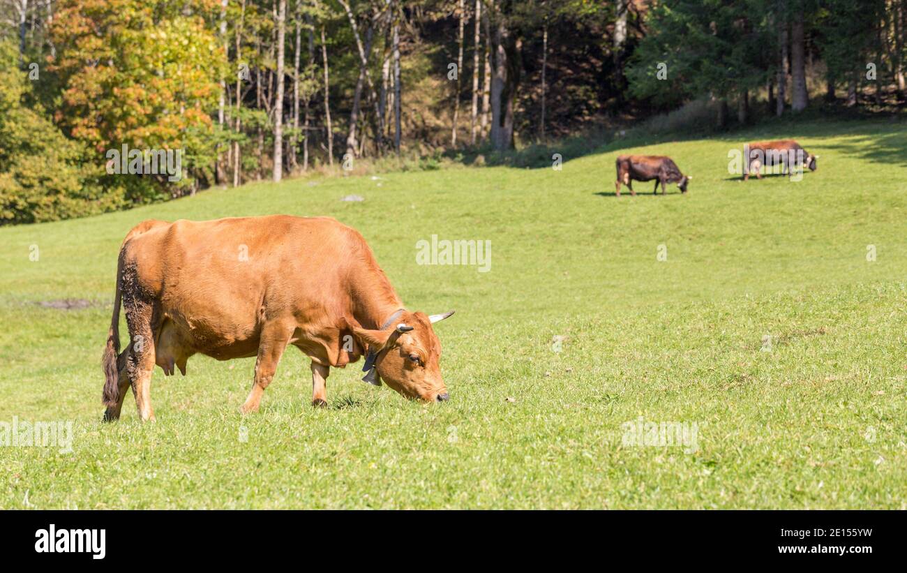 Braune Milchkuh grast auf einer Weide. Mehr Kühe im Hintergrund. Symbol für glückliche Tiere, ökologische und ökologische Landwirtschaft. Stockfoto