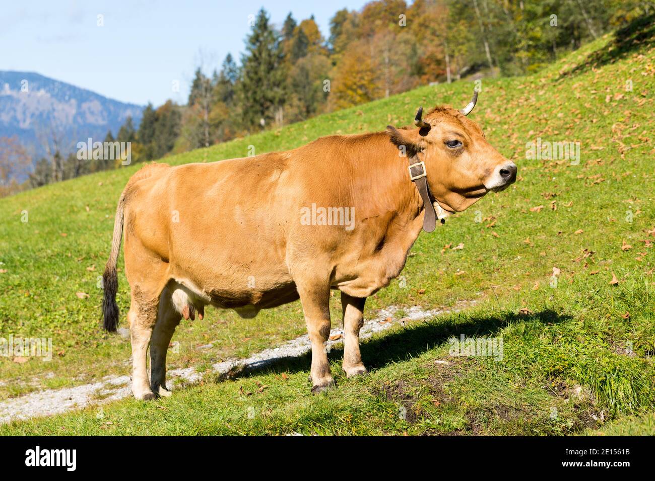 Braune Milchkuh posiert auf einer Weide in den Bergen. Stockfoto
