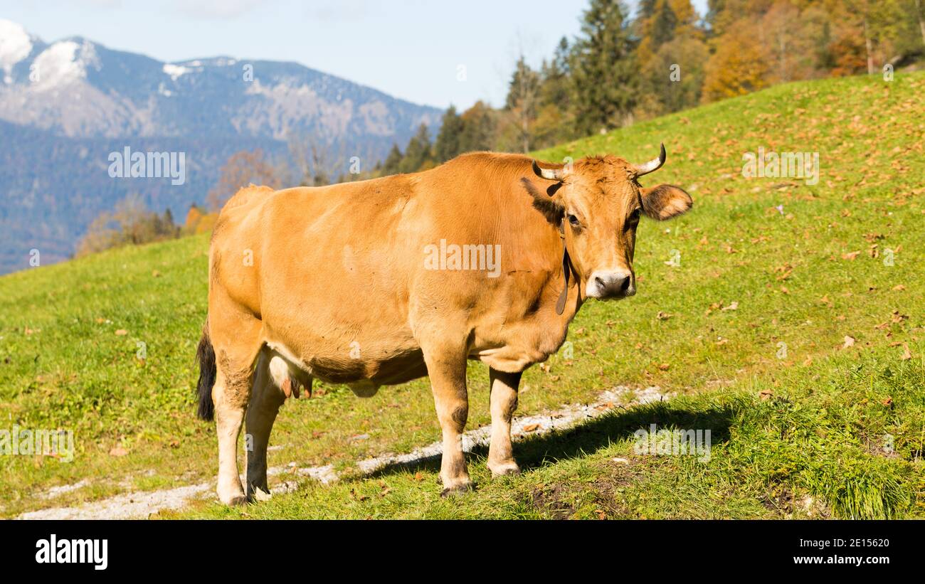 Braune Milchkuh auf einer Weide in den bayerischen alpen. Drehen des Kopfes zur Kamera. Symbol für ökologische Milchproduktion. Stockfoto