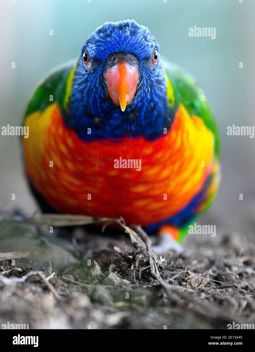 Regenbogen-Lorikeet (Trichoglossus moluccanus). Stockfoto