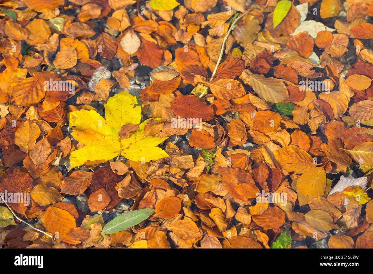 Farbenfrohe Blätter im Herbst. Am Ufer des Kochelsees. Mit großem gelben Ahornblatt. Stockfoto