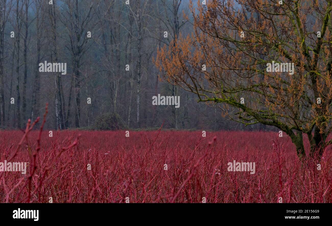Rote Zweige der Winterbluebeersträucher sind brillante, saisonale, landschaftliche Highlight der Erntefelder in British Columbia, Kanada Stockfoto