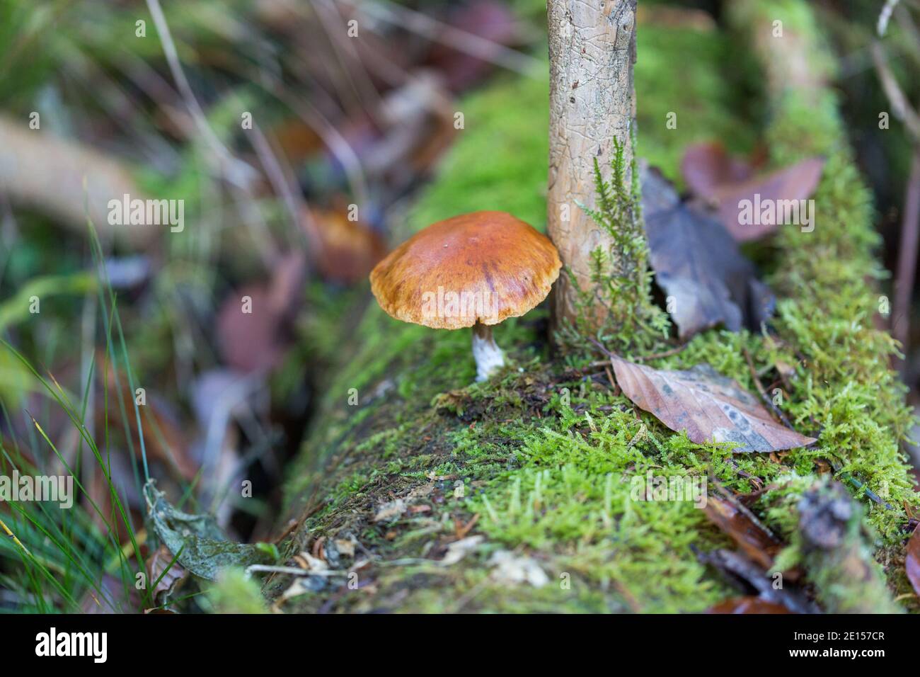 Winziger Pilz mit brauner Kappe, der auf einem moosbedeckten Baumstumpf wächst. In einem bayerischen Wald. Stockfoto