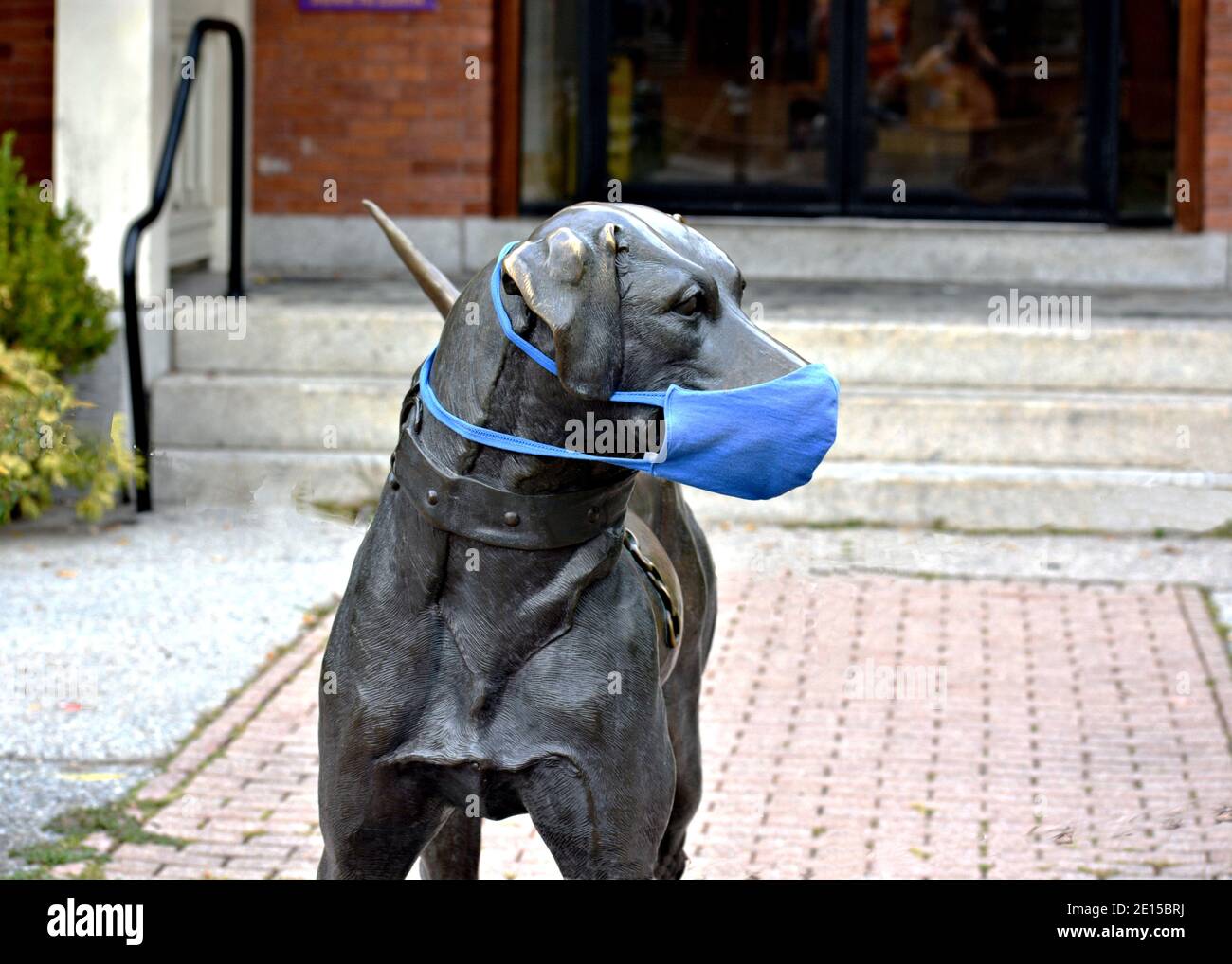 Covid-19 maskierte schwarze Laborhundestatue Stockfoto