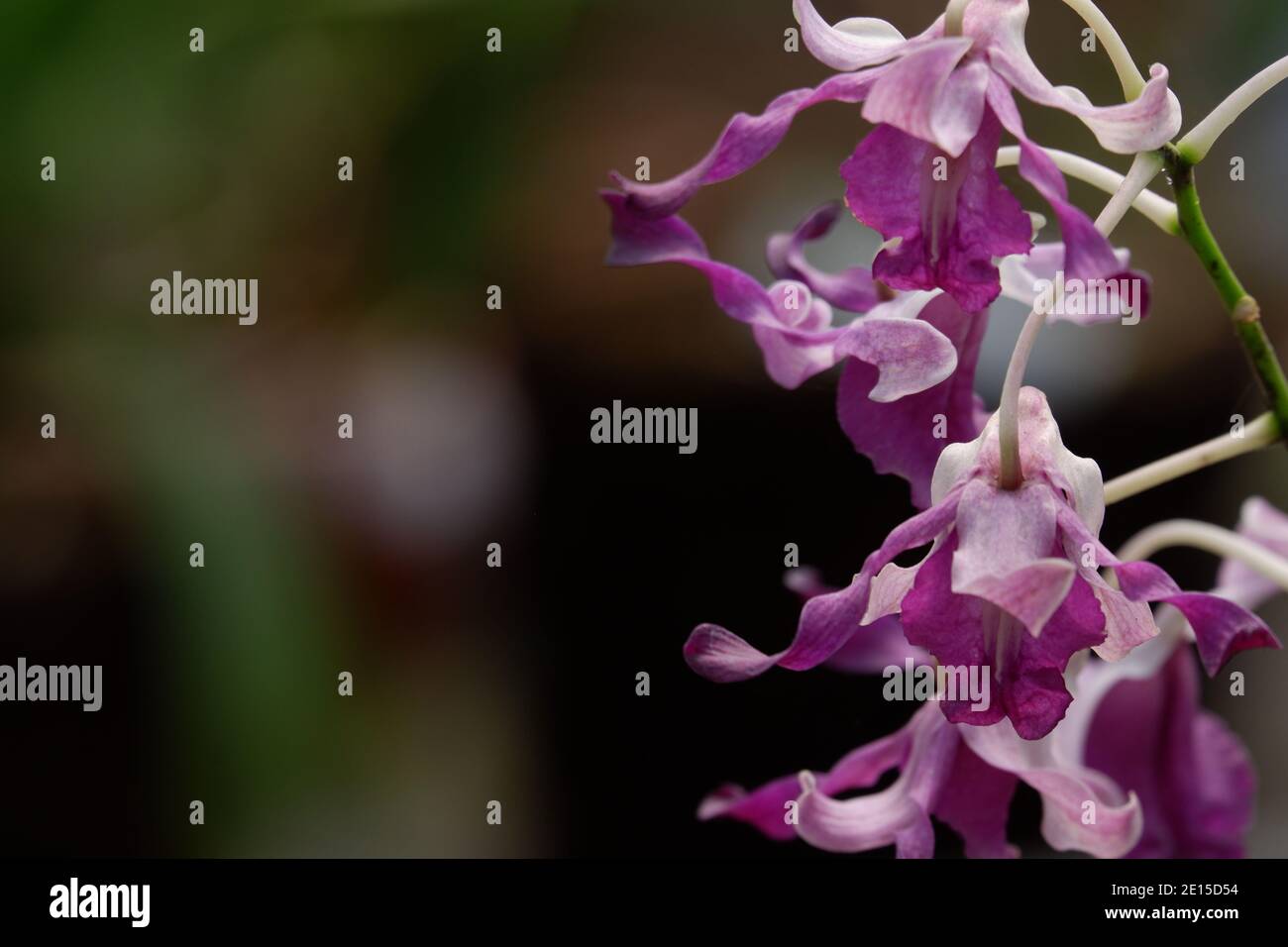 Selektiver Fokus Nahaufnahme des violetten locken dendrobium Orchidee Blumen voller Blüte im Garten isoliert verwischen Hintergrund Stockfoto