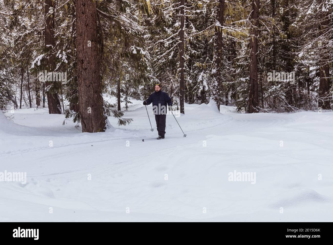 Man Skilanglauf auf präparierten Loipen im Wald Stockfoto