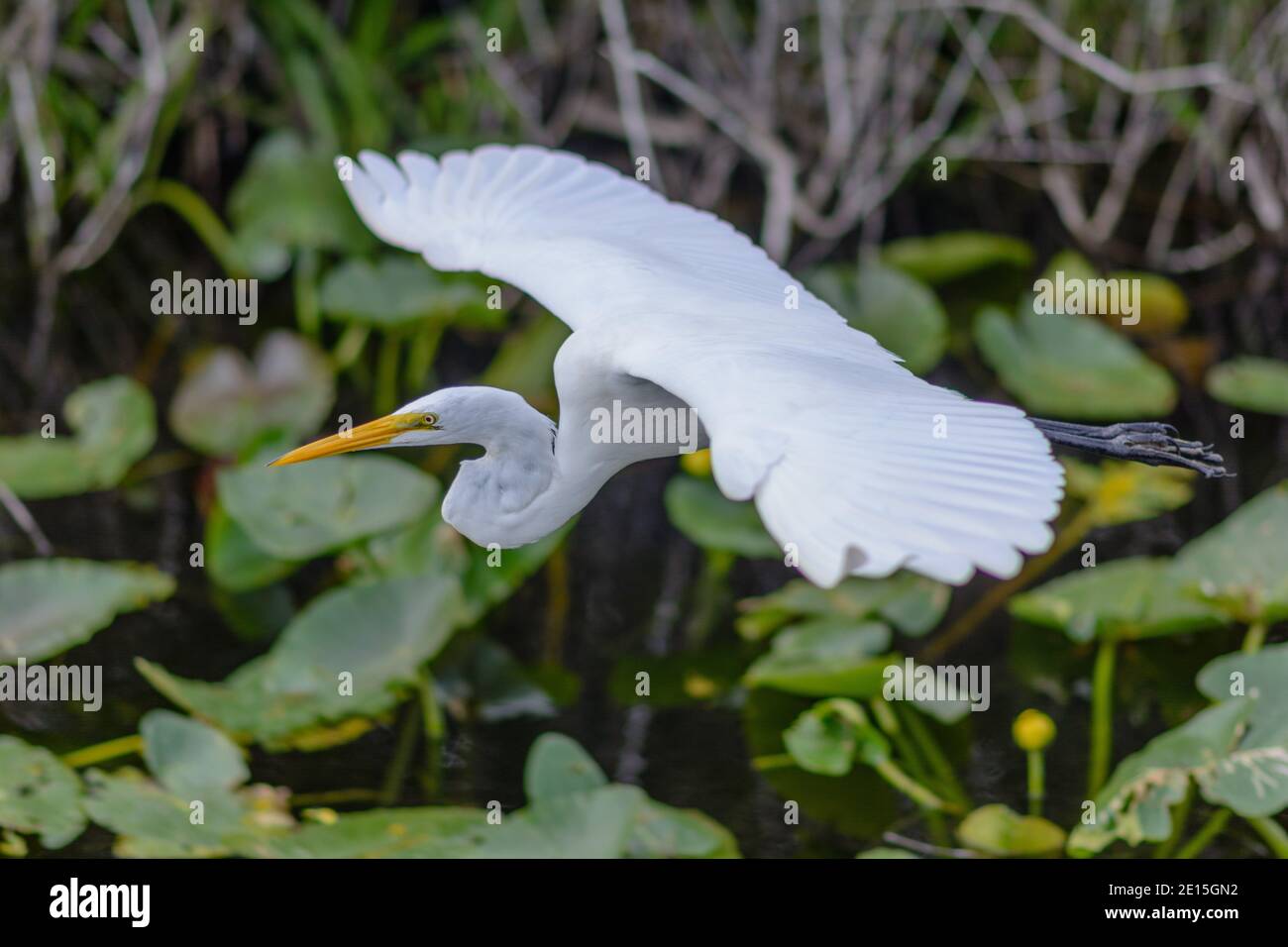 Ein weißer Reiher fliegt tief über Wasserpflanzen mit vollständig ausgestreckten Flügeln. Stockfoto