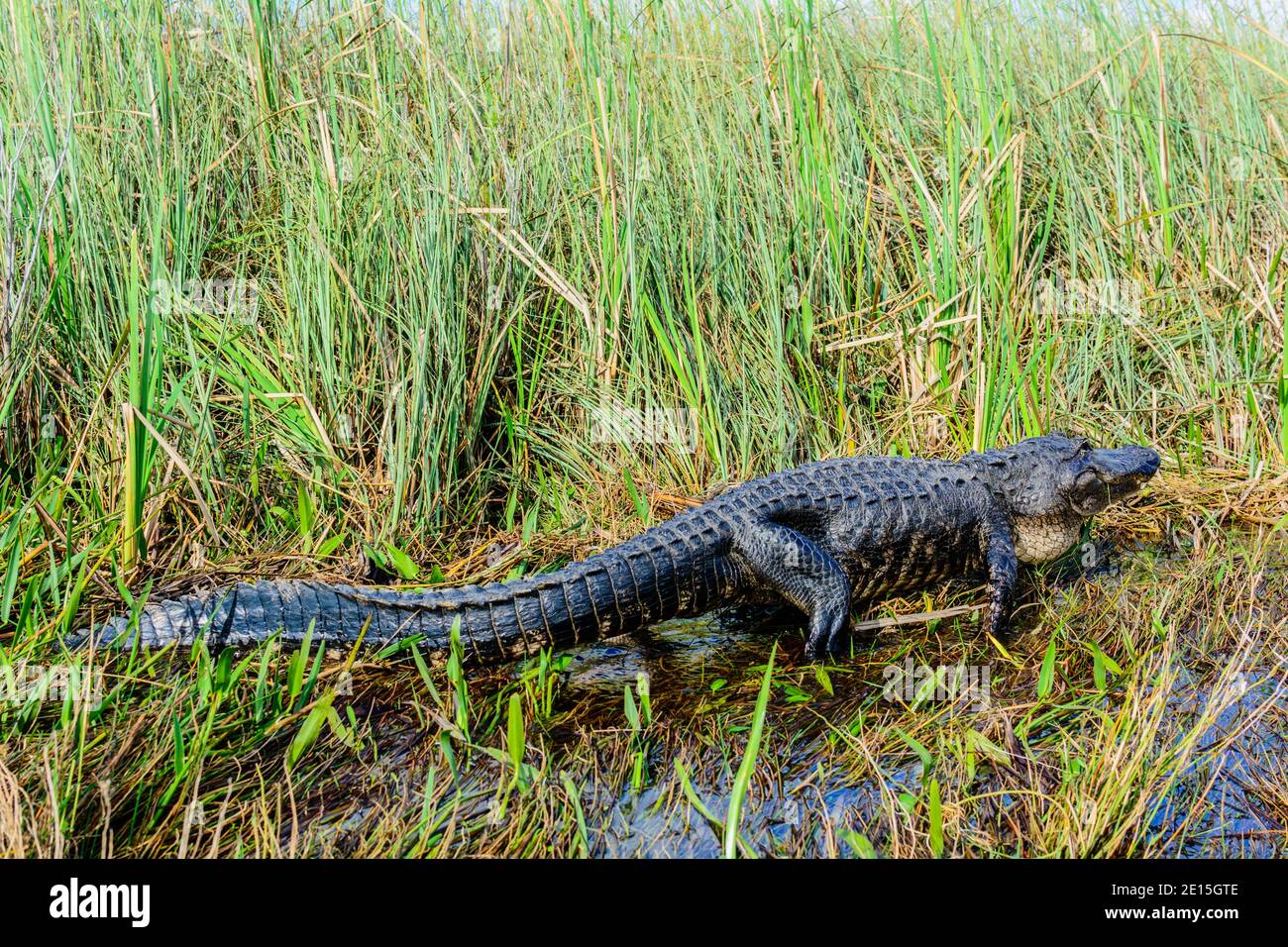 Ein Alligator in den Everglades Stockfoto