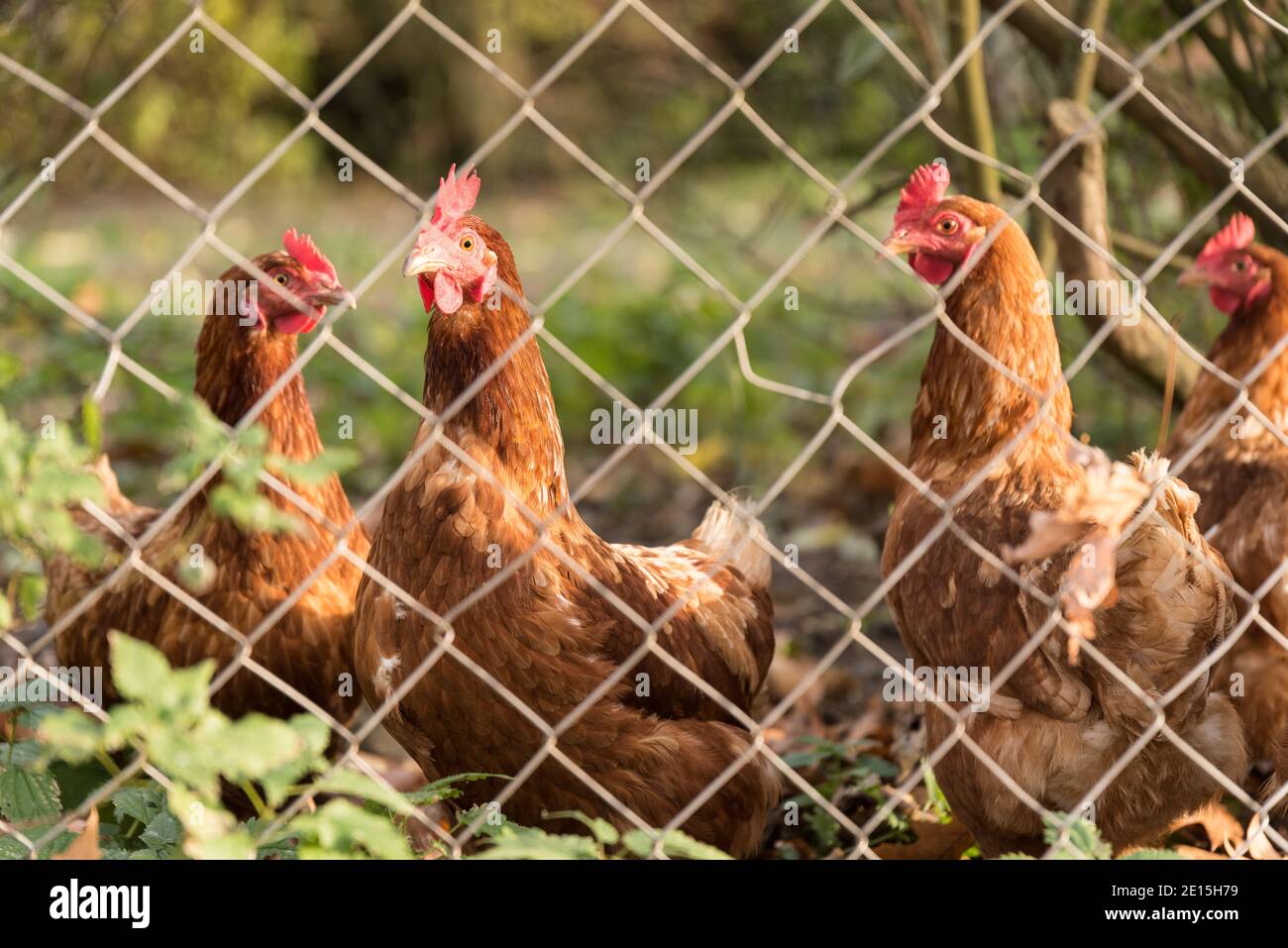 Tierschutz In Freilaufhühner Nahaufnahme Leying Hennen Stockfoto