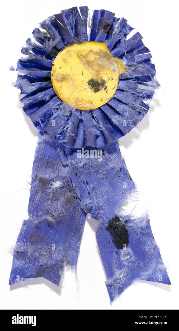 Zerfetztes blaues Band Award auf weißem Hintergrund fotografiert Stockfoto