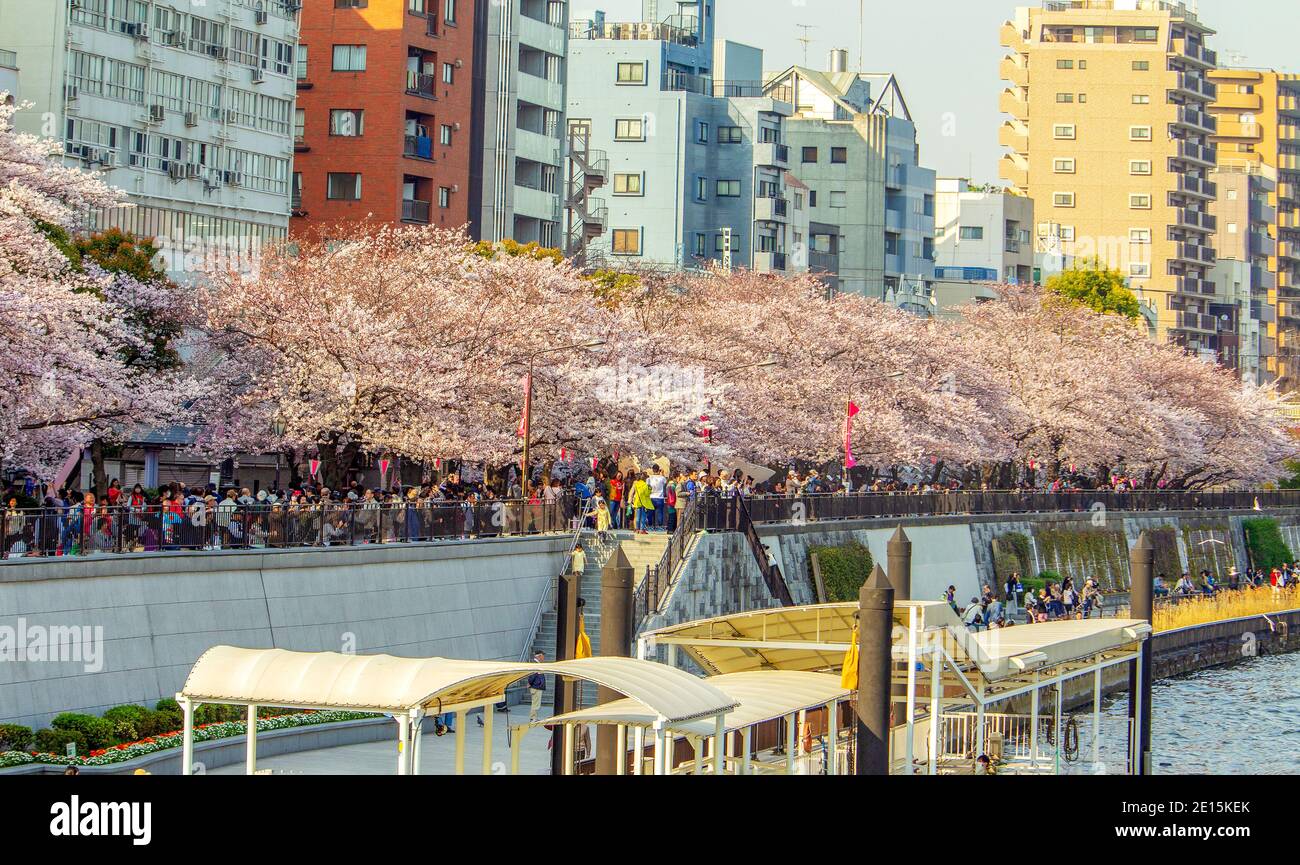 03-30-2015 Tokio. Menschen feiern sakura Urlaub unter Kirschbäumen in Blüte. Auch Menschen stehen in der Schlange für ein Lustschiff Asakusa - Fluss Sumi Stockfoto