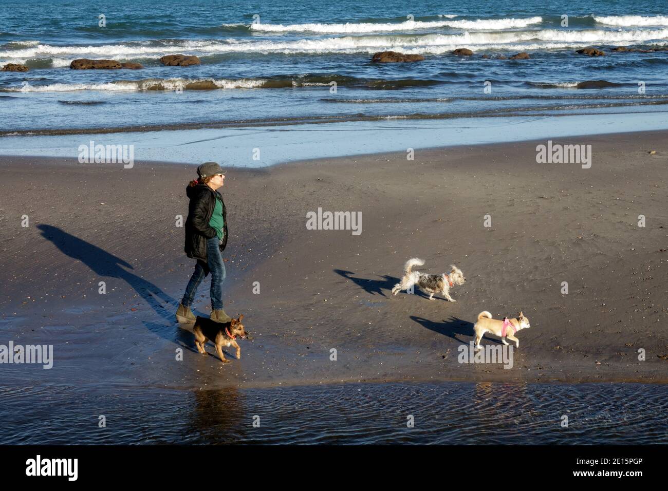Ältere Frau, die mit drei Hunden am Strand entlang läuft Stockfoto