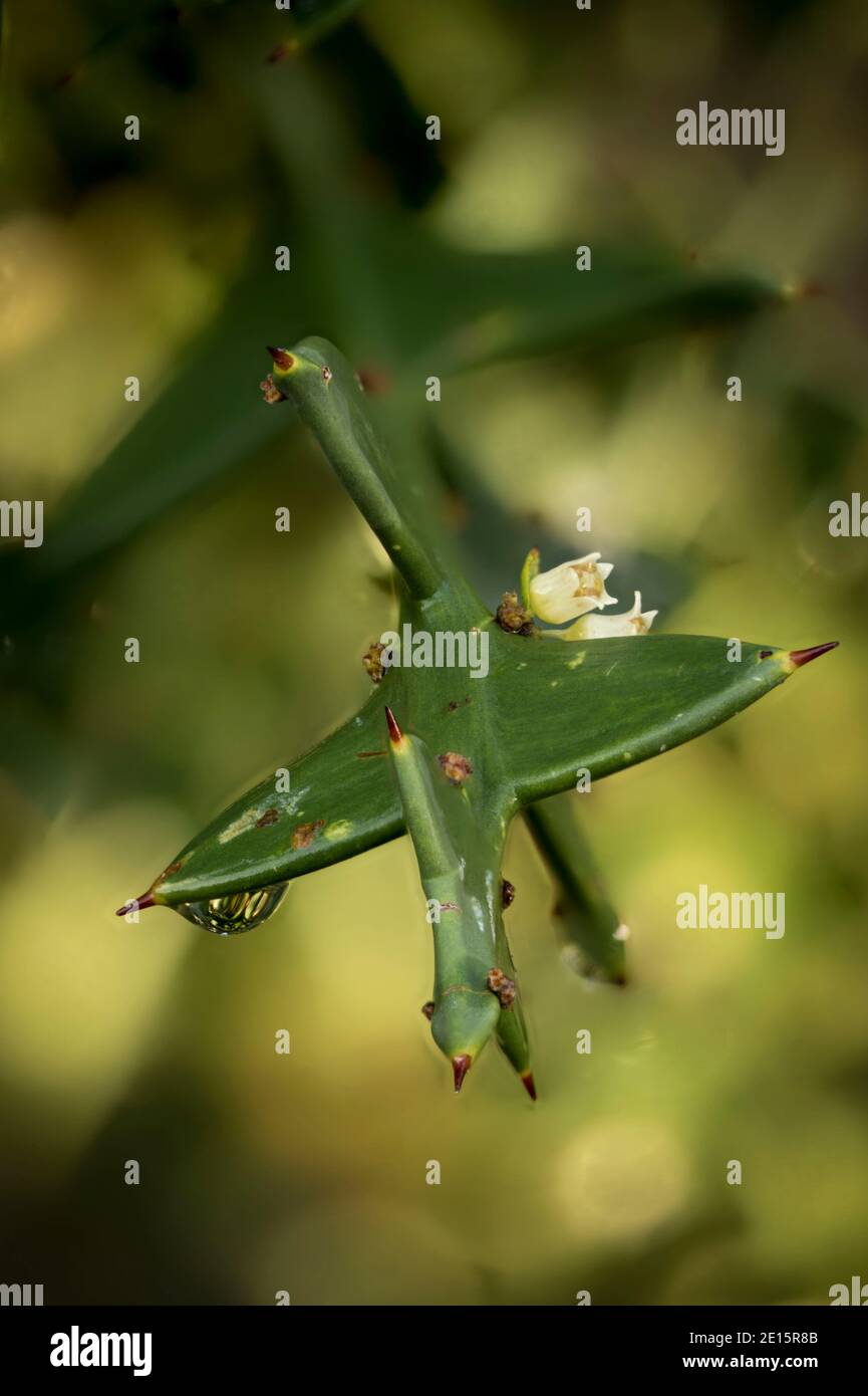 Auffällige Colletia paradoxa Pflanze und winzige weiße Blumen Stockfoto