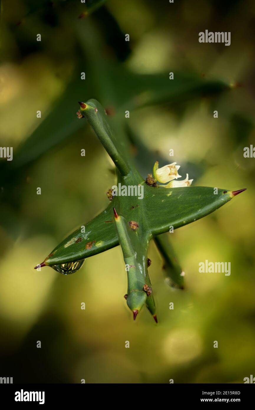 Colletia paradoxa nach Regen zeigt Struktur und Blumen mit heraus Des Fokushintergrundes Stockfoto