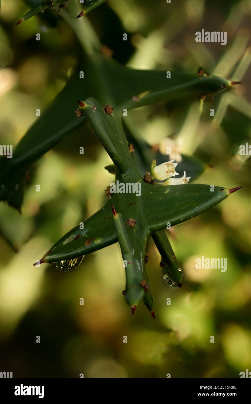 Colletia paradoxa nach Regen zeigt Struktur und Blumen mit heraus Des Fokushintergrundes Stockfoto