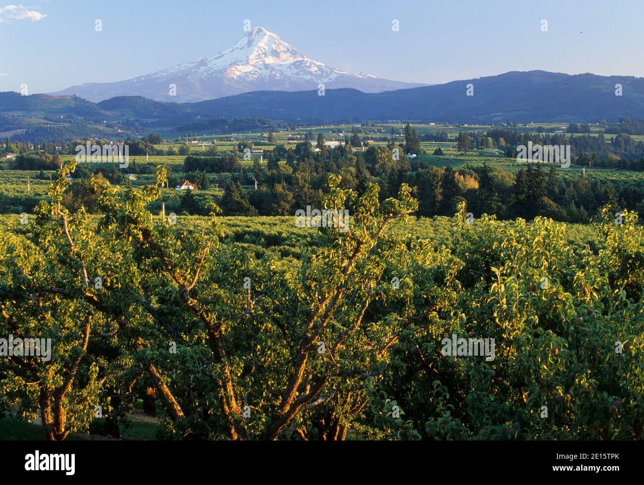 Mt Hood über Hood River Obstgärten, Hood River County, Columbia River Gorge National Scenic Area, Oregon Stockfoto