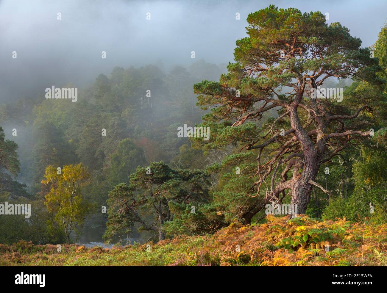 WESTERN Highlands, Schottland: Morgendlicher Nebel und alte kaledonische Kiefern in Glen Strathfarrar Stockfoto