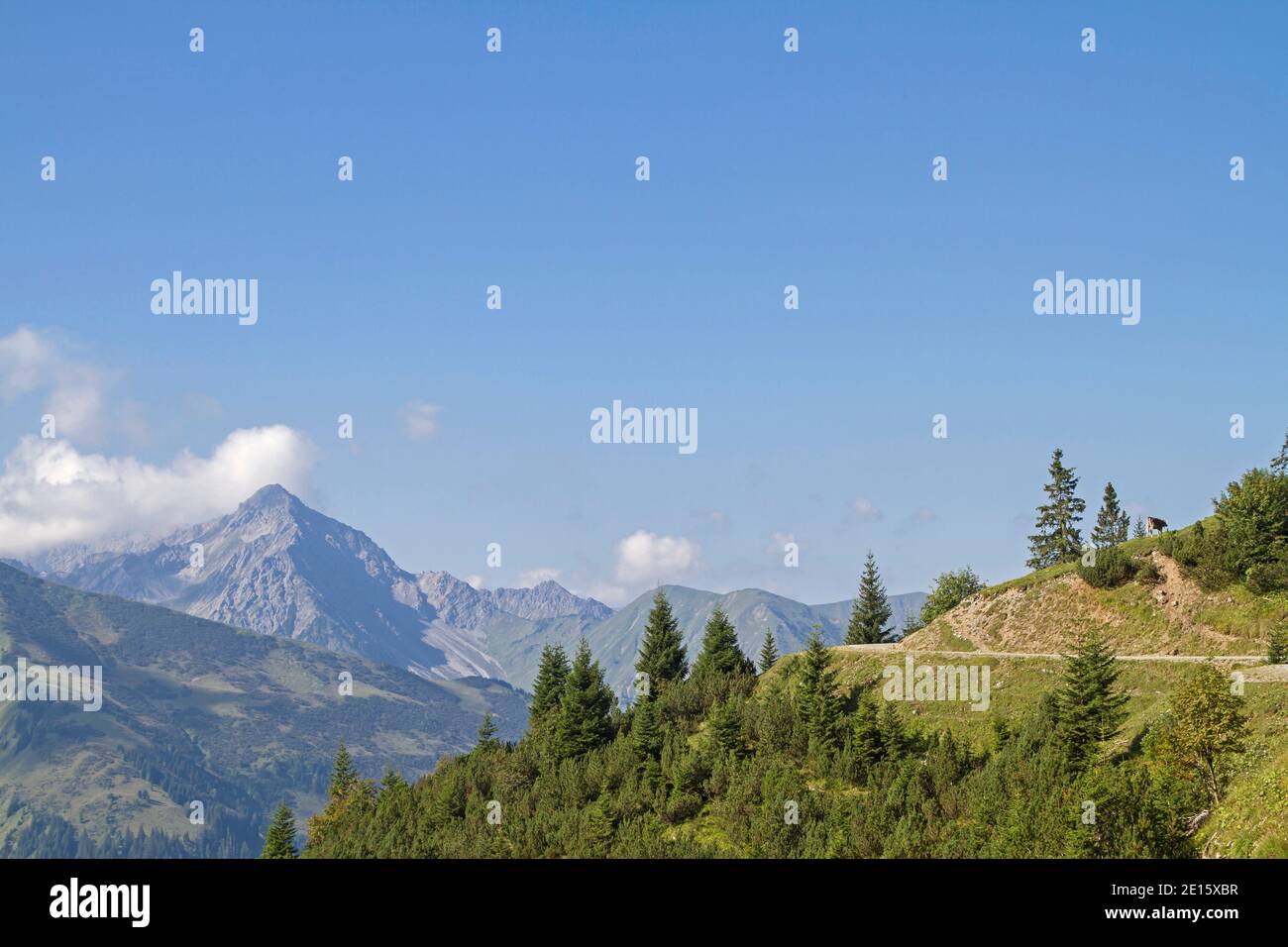 Auffahrt zur Bichlbacher Alm, EINE beliebte Mountainbike Tour in der Zugspitzarena Stockfoto