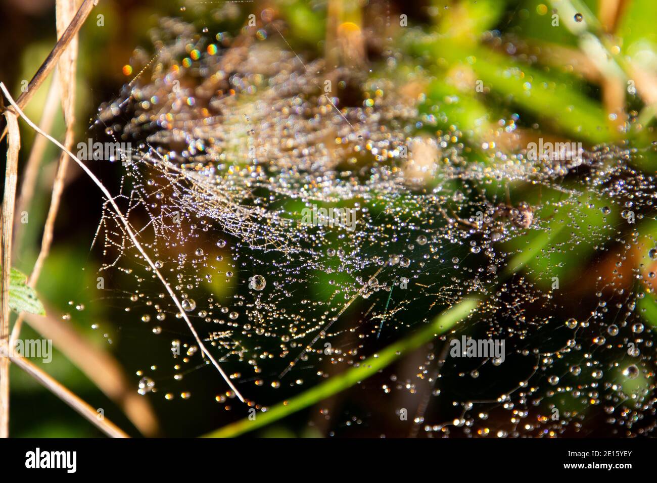 Tau tropft auf einem Spinnennetz zwischen Gras und Blättern Stockfoto